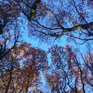 Photo du ciel et des bois